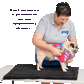 A woman helps a fawn pug get dressed in a colorful striped dress with a hot pink skirt while standing on a black mat on a table. The woman is wearing a grey polo shirt with a “pug” logo, and she’s smiling as she gently assists the pug. Text on the image reads, “Watch how easy it is to get dressed for your next #pugfashionista adventure…” on a bright green background.