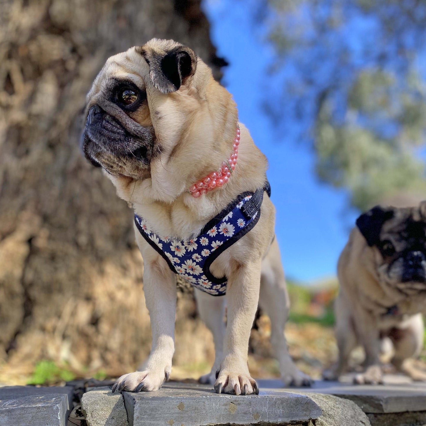 A fawn female pug wearing a pink pearl necklace and a Daisy flower print harness standing on a rock seat in a park